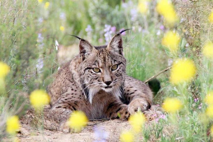 Rescatan a un lince ibérico atropellado en Villamanrique de la Condesa (Sevilla)