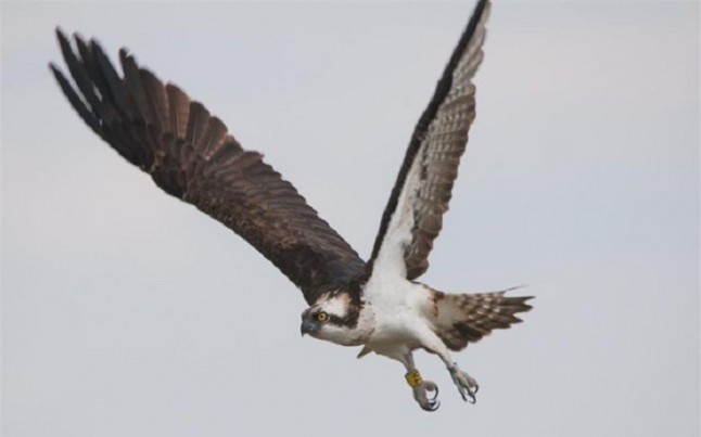 Endesa mantiene 25 proyectos activos al año para conservar la biodiversidad