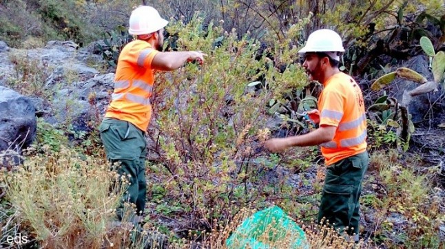 Retiran 88 toneladas de flora exótica en Tenerife en 2018