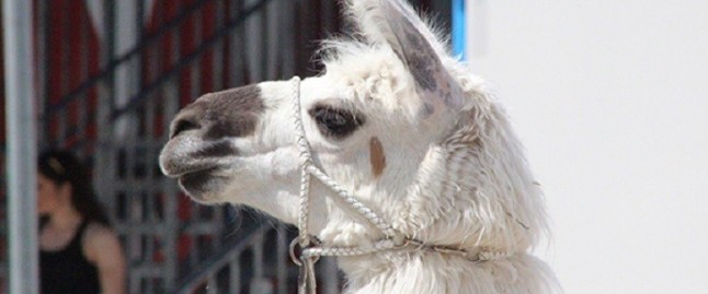 Aragón vota para prohibir animales salvajes en circos