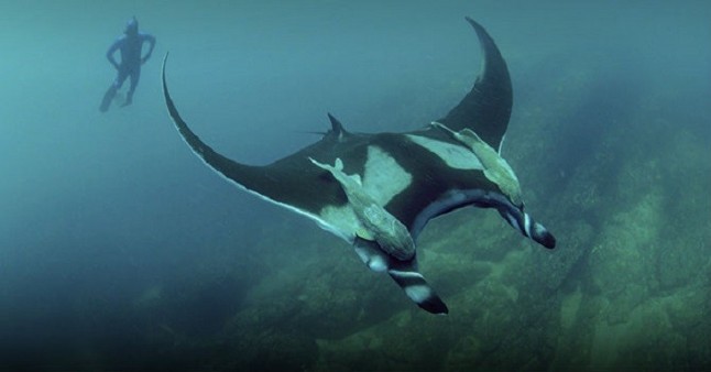 Hallan en Golfo de México el primer criadero de mantarraya en el mundo