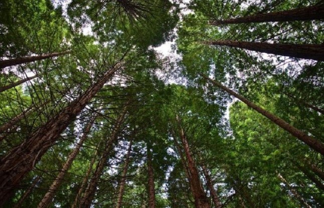 Los humanos ya domesticaron árboles amazónicos en época precolonial