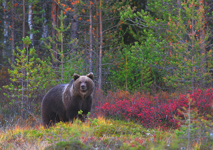 Los osos pardos usan marcas en los árboles para comunicarse