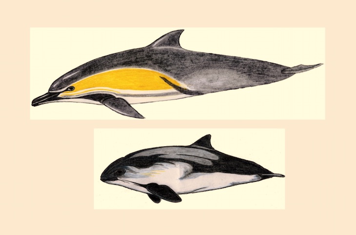 Buenas noticias en la lucha contra la captura accidental de cetáceos