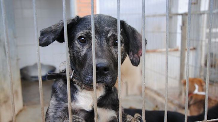 Exigen a la Junta de Castilla y León que active más pronto que tarde sus competencias en protección animal