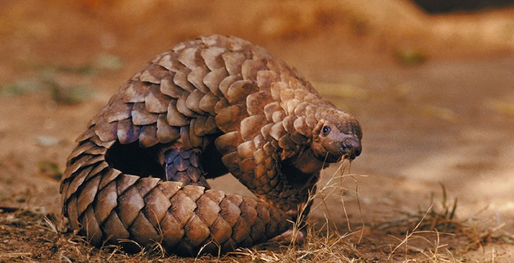 El pangolín otra vez en el centro de las miradas para el tratamiento del COVID-19