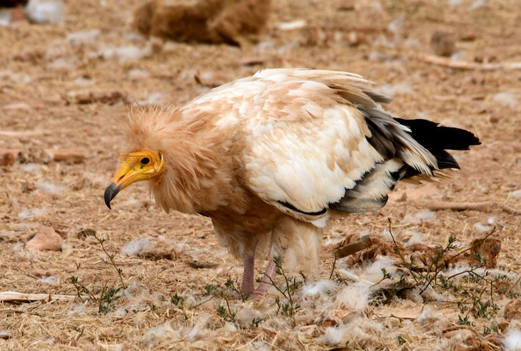 El alimoche selecciona las áreas con más densidad de individuos para reproducirse por primera vez