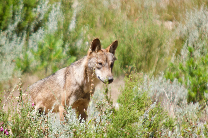 El PP no está por la labor de la protección del lobo ibérico