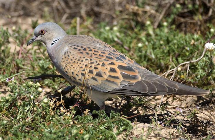 La media veda en Extremadura hasta recuperar la tórtola y codorniz es ‘vital’