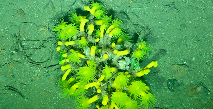 Cañón de ‘Cap Bretón’ una investigación excelente