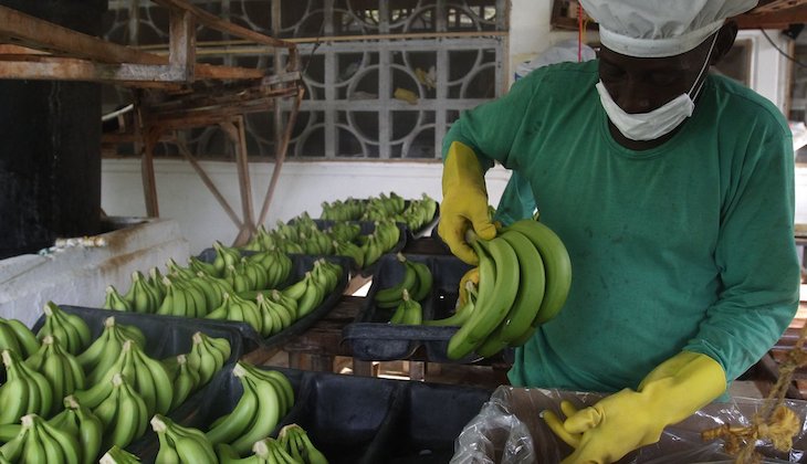 Los países andinos respaldan la Alianza Global contra la plaga del banano