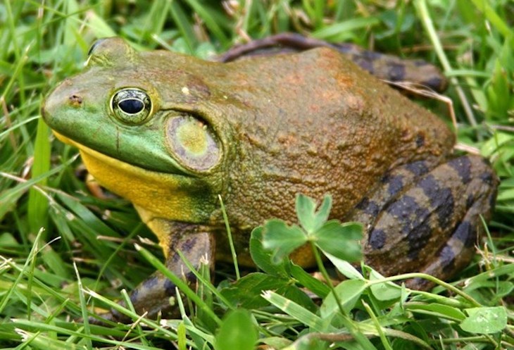 Importar especies exóticas a España tiene sus consecuencias penales