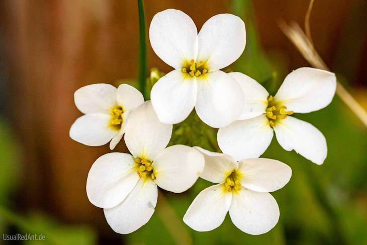 Identifican un nuevo mecanismo que regula la respuesta de las plantas a los estímulos medioambientales