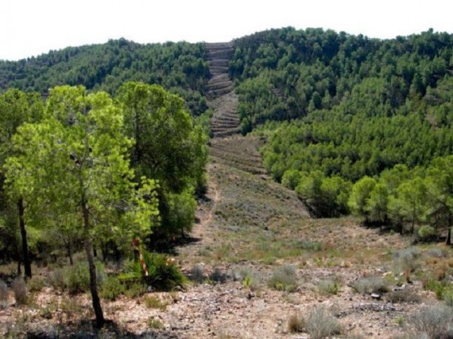 La Junta prevé sacar a licitación 12 montes públicos de Córdoba con una superficie total de casi 34.600 hectáreas