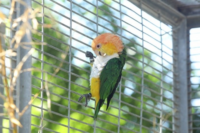 Es vital crear centro de rescate para animales incautados del tráfico de especies