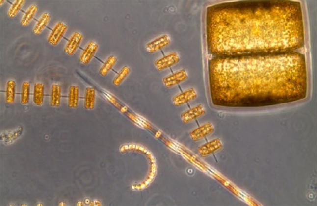 La fotosíntesis marina