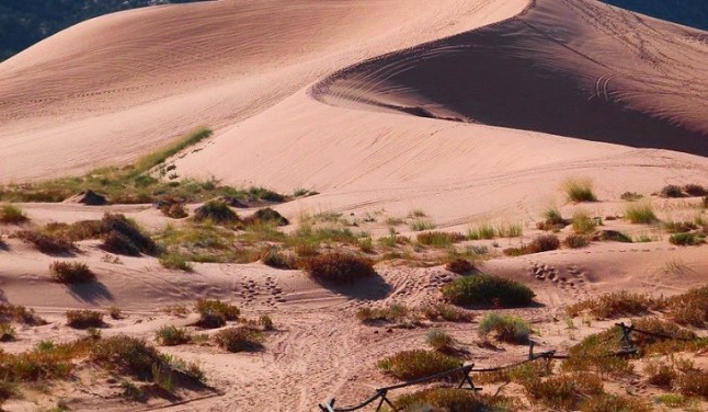 La adaptación térmica de los microorganismos regula la emisión de CO2 de los suelos de zonas áridas