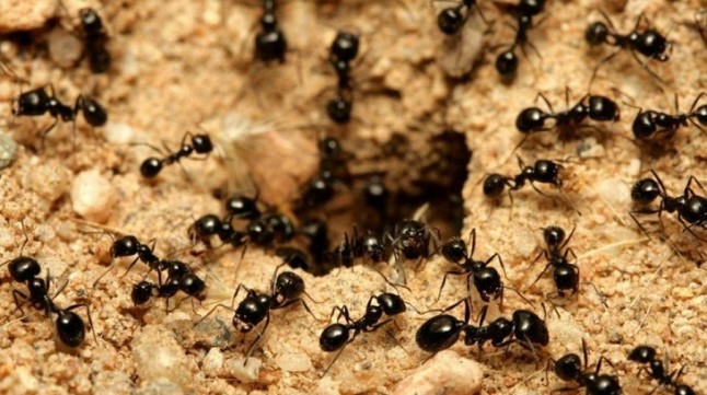 Las hormigas transportan restos fósiles