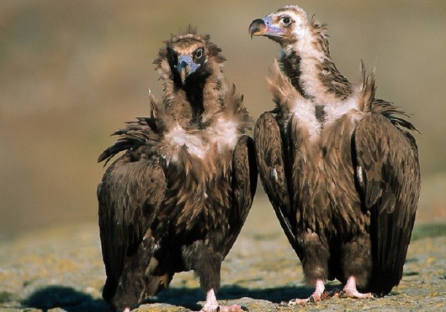 Los ganaderos extremeños
