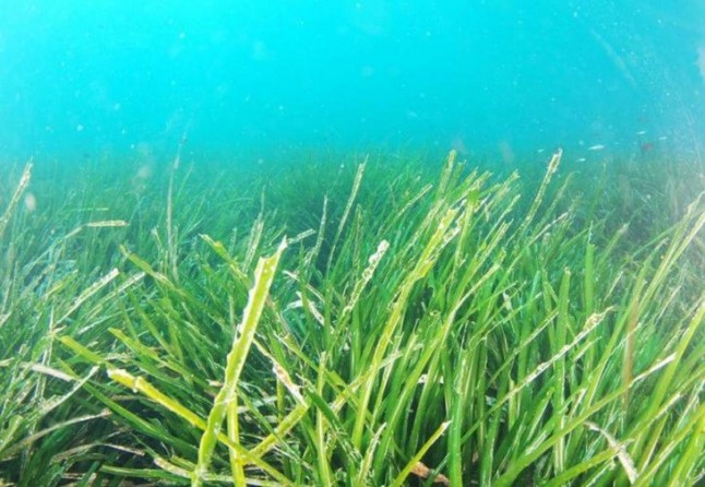 Sí o sí o también hay que proteger la posidonia de Baleares