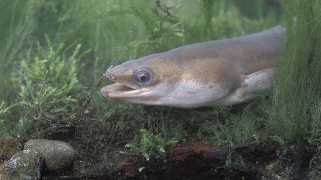 Asturias sigue apostando por acabar con la angula y con la anguila