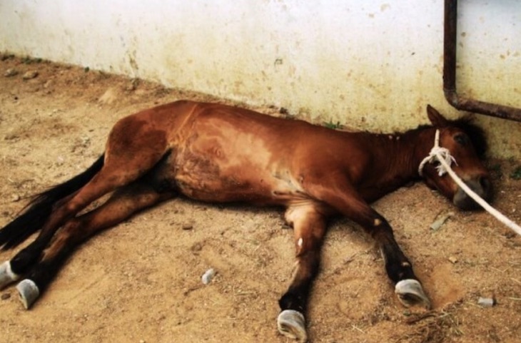 Investigan a la dueña de una explotación ganadera por maltrato animal tras morir un potro localizado en mal estado