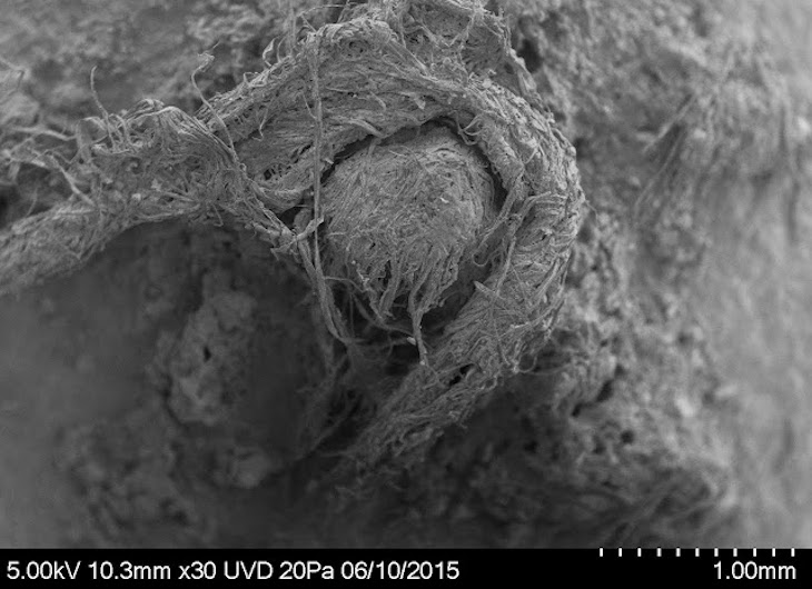 Hallan la cuerda más antigua elaborada con fibras naturales