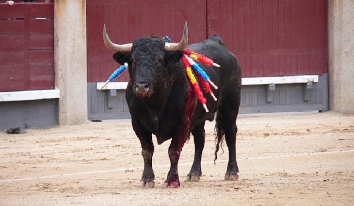 APDDA. Los menores de edad y la Tauromaquia