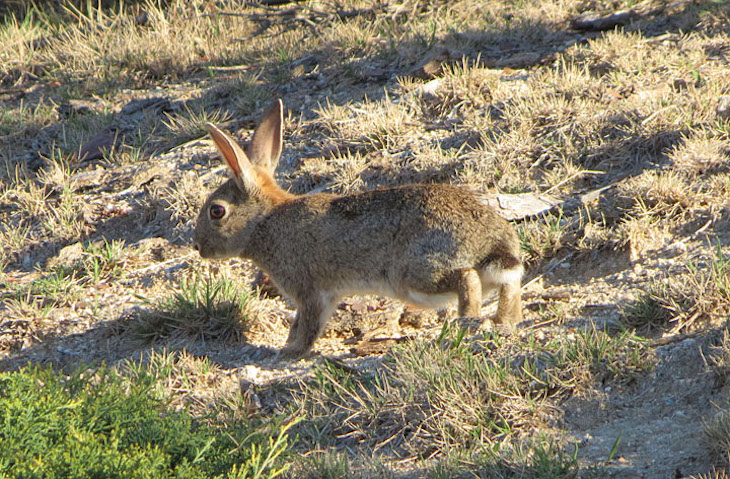 El gran olvidado de la gestión del campo es el ‘conejo’