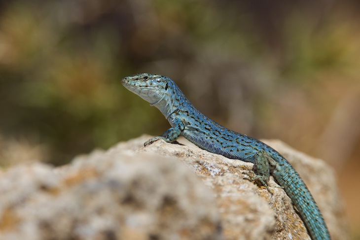 Mejora exponencial de la población de sargantana pitiusa de la Reserva Natural de Es Vedrà