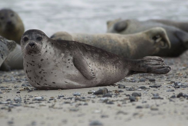 Los microbios influyen en la evolución de los animales