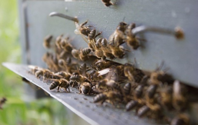 Europa protegerá a los insectos polinizadores