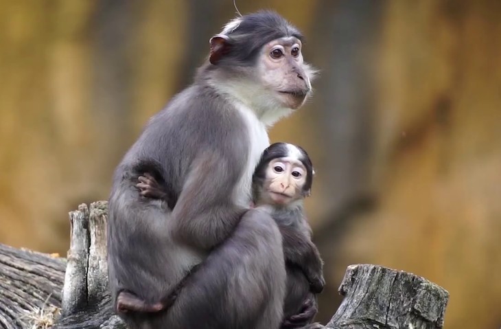 Las mejores miradas animales de Bioparc: un mangabey de coronilla blanca