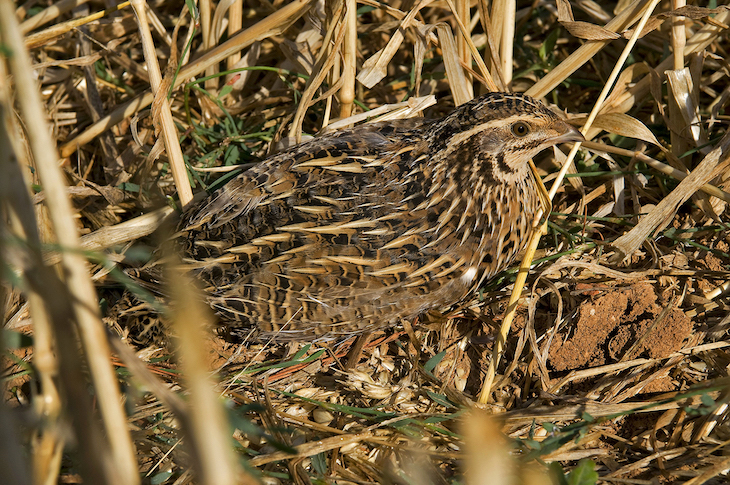 La codorniz adelanta su llegada a España por el cambio climático