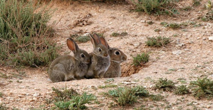 NO a la ampliación del periodo de caza del conejo en Albacete