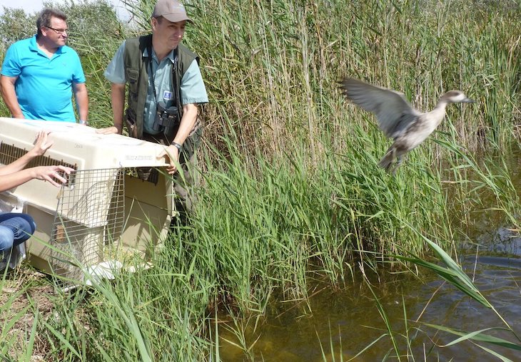 El Parque Natural de sAlbufera libera 44 ejemplares de una especie de pato en peligro crítico de extinción