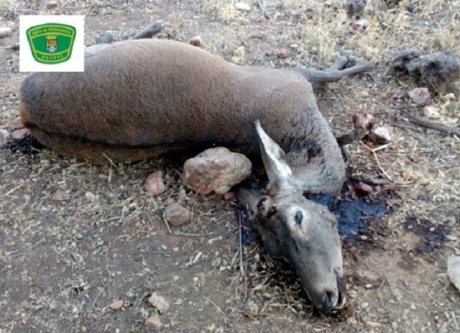 Acusado de furtivismo un delincuente de Villarta de los Montes tras abatir cinco ciervos en la reserva del Cíjara