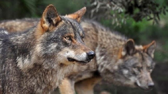 Más Madrid propone que el Monte de El Pardo sea Parque Nacional y un plan regional para el lobo