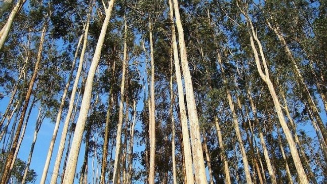 Argentina: Los seguros automotores financiarán la implantación de bosques