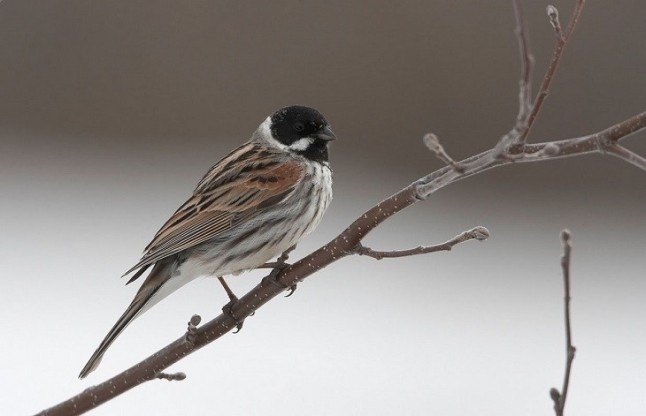 El Escribano Palustre esta contra las cuerdas