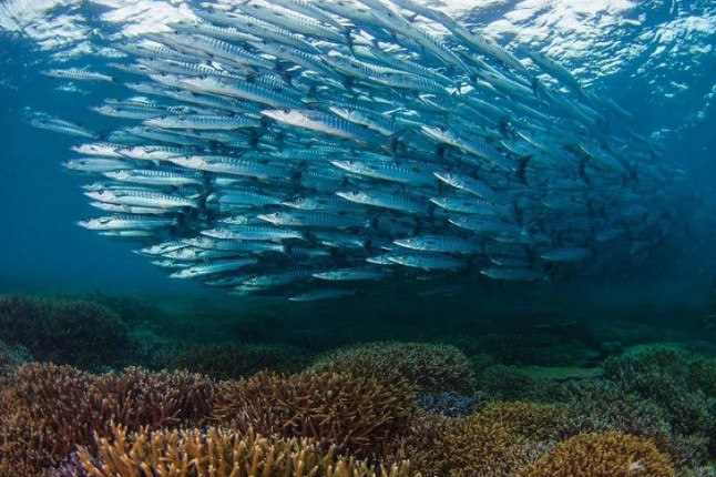 El cambio climático ‘fulminará’ una gran parte de la biomasa de especies marinas