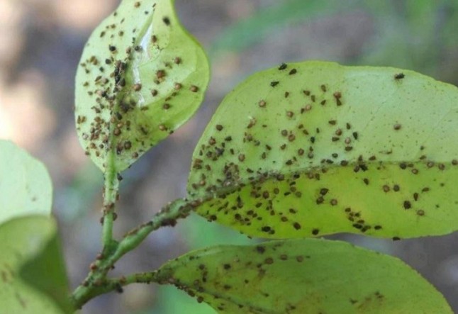 Leganés empieza a usar mariquitas en 250 árboles para combatir plagas de pulgón sin usar insecticida
