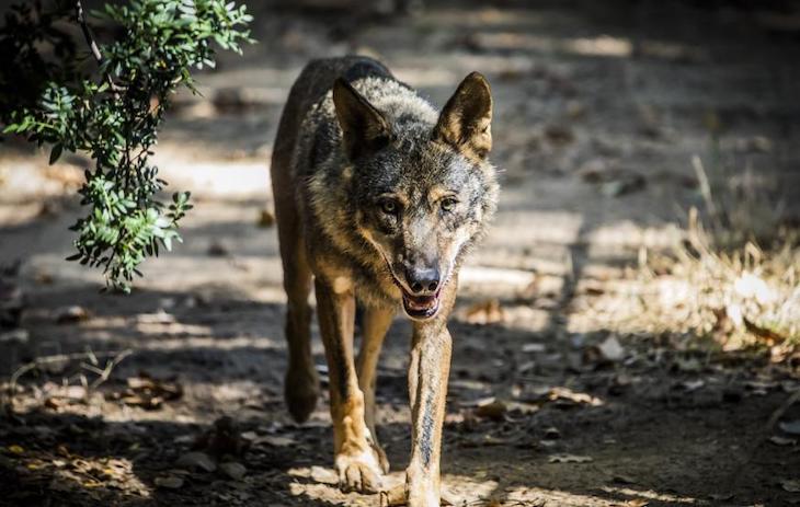 Polémica en Galicia a cuenta de la protección del lobo