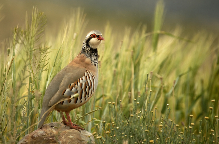 Los cazadores ‘blanquean’ su esperpento a cuenta de las especies no cinegéticas