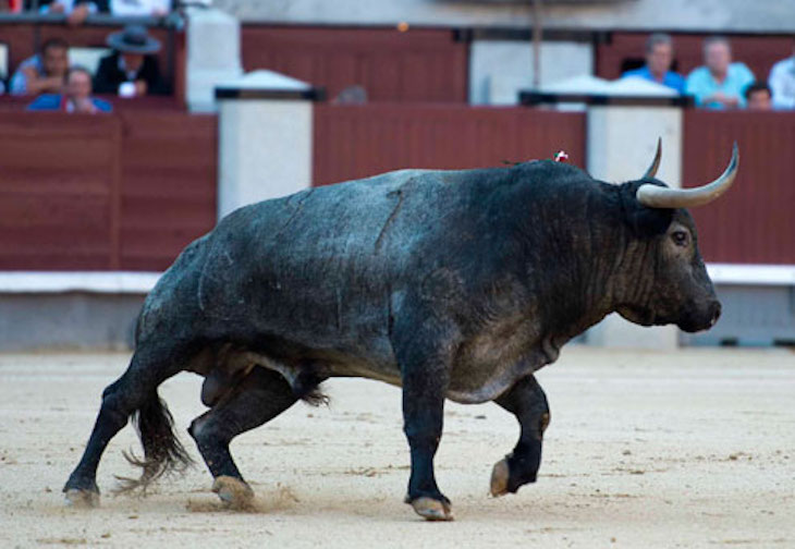 El Vicepresidente 2º del Gobierno ve ‘absurdo’ calificar de cultura las corridas de toros
