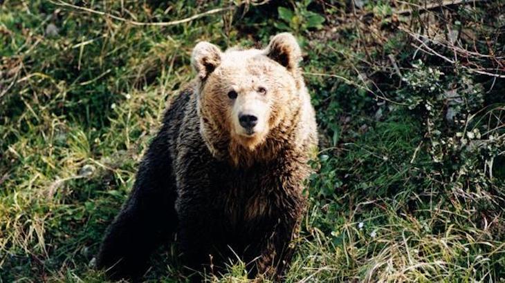 Galicia puede y debe ‘aprobar’ el plan de recuperación del oso pardo