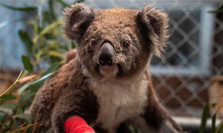 Matanza de más de 80 de koalas en una tala de eucaliptos en Australia