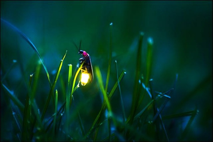 La contaminación lumínica amenaza de extinción a las luciérnagas