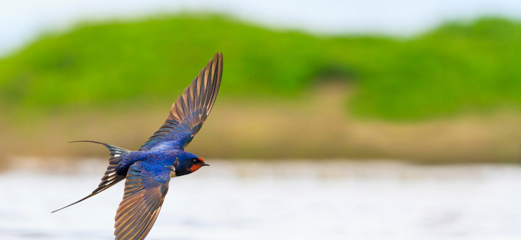 Las aves comunes en España se encuentran al ‘limite’