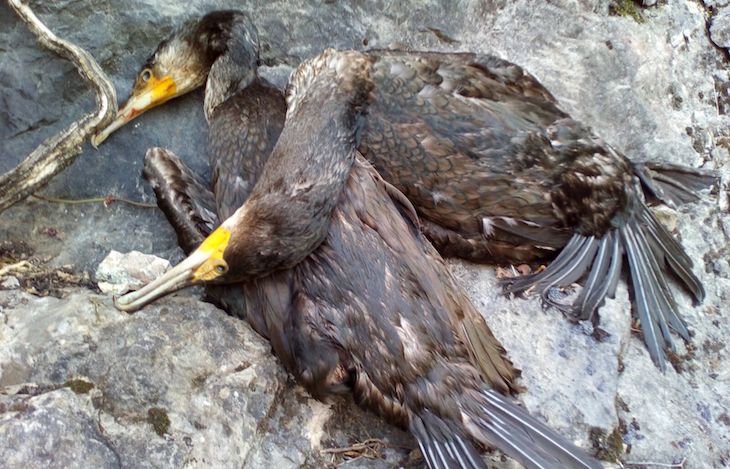 Autorizan la matanza de los cormoranes que alberga Asturias